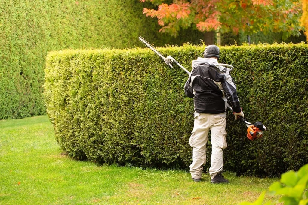 hedge trimming service